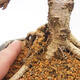 Outdoor bonsai -Larix decidua - Modrzew - 5/5