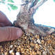 Na zewnątrz bonsai-Karpiny KARPINOWE - Koreański Grab - 5/5