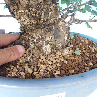 Outdoor bonsai - japońska gruszka NASHI - Pyrus pyrifolia - 5