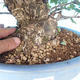 Outdoor bonsai - japońska gruszka NASHI - Pyrus pyrifolia - 5/6