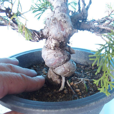Odkryty bonsai - Juniperus chinensis ITOIGAWA - chiński jałowiec - 5