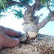 Odkryty bonsai - Juniperus chinensis ITOIGAWA - chiński jałowiec - 5/6
