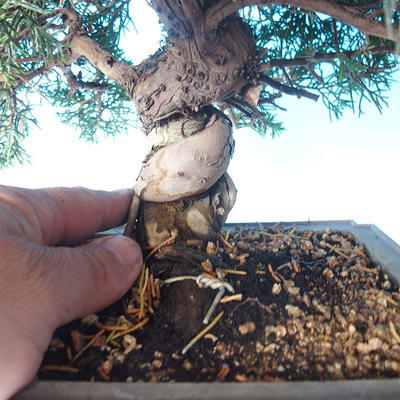 Odkryty bonsai - Juniperus chinensis ITOIGAWA - chiński jałowiec - 5
