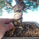 Odkryty bonsai - Juniperus chinensis ITOIGAWA - chiński jałowiec - 5/6