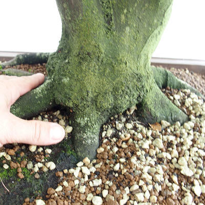 Outdoor bonsai - Grab - Carpinus betulus VB2019-26689 - 5
