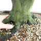 Outdoor bonsai - Grab - Carpinus betulus VB2019-26689 - 5/5