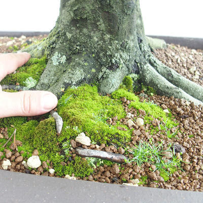 Outdoor bonsai - Grab - Carpinus betulus VB2019-26690 - 5
