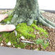 Outdoor bonsai - Grab - Carpinus betulus VB2019-26690 - 5/5
