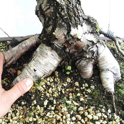 Outdoor bonsai - Betula verrucosa - brzoza srebrna VB2019-26695 - 5
