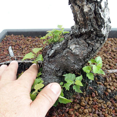 Outdoor bonsai - Betula verrucosa - brzoza srebrna VB2019-26697 - 5