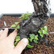 Outdoor bonsai - Betula verrucosa - brzoza srebrna VB2019-26697 - 5/5