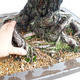 Outdoor bonsai - Pinus sylvestris - sosna zwyczajna VB2019-26699 - 5/6