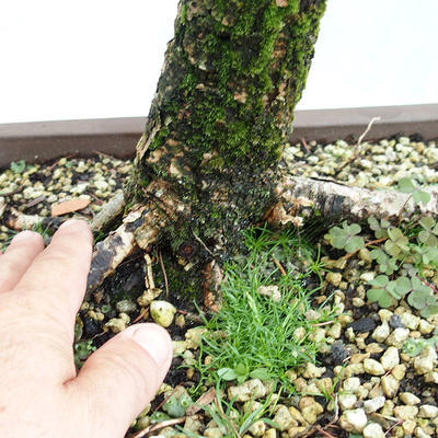 Outdoor bonsai - Larix decidua - Modrzew europejski VB2019-26704 - 5