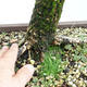 Outdoor bonsai - Larix decidua - Modrzew europejski VB2019-26704 - 5/5