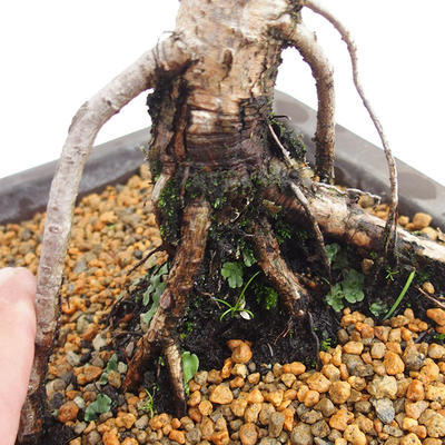 Outdoor bonsai - Larix decidua - modrzew europejski VB2019-26707 - 5