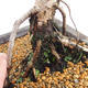 Outdoor bonsai - Larix decidua - modrzew europejski VB2019-26707 - 5/5
