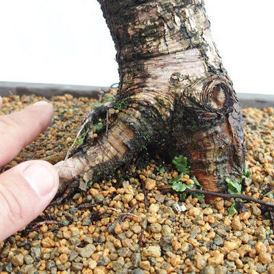 Outdoor bonsai - Larix decidua - modrzew europejski VB2019-26708 - 5