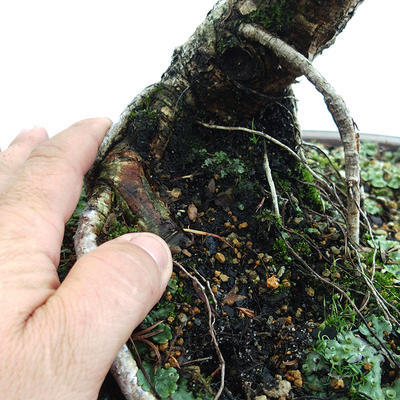 Outdoor bonsai - Larix decidua - Modrzew europejski VB2019-26709 - 5