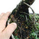 Outdoor bonsai - Larix decidua - Modrzew europejski VB2019-26709 - 5/5