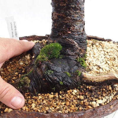 Outdoor bonsai - Larix decidua - Modrzew europejski VB2019-26710 - 5
