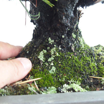Outdoor bonsai - Pinus thunbergii Corticosa - sosna Thunberga VB2019-26712 - 5