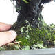 Outdoor bonsai - Pinus thunbergii Corticosa - sosna Thunberga VB2019-26712 - 5/5