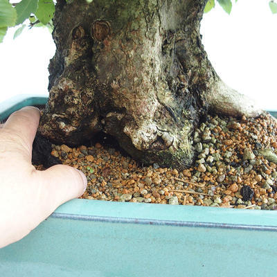 Outdoor bonsai - koreański grab - Carpinus carpinoides VB2019-26715 - 5