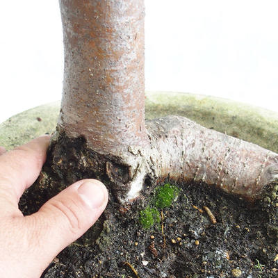 Outdoor bonsai - Wapno w kształcie serca - Tilia cordata 404-VB2019-26717 - 5