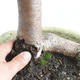 Outdoor bonsai - Wapno w kształcie serca - Tilia cordata 404-VB2019-26717 - 5/5