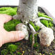 Outdoor bonsai - Wapno w kształcie serca - Tilia cordata 404-VB2019-26718 - 5/5