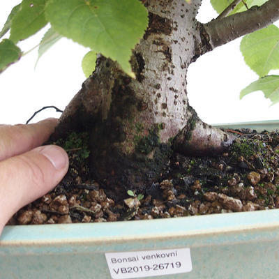 Outdoor bonsai - Wapno w kształcie serca - Tilia cordata 404-VB2019-26719 - 5