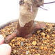 Outdoor bonsai - Klon palmatum DESHOJO - Klon japoński - 5/6