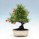 Kryty bonsai-PUNICA granatum nana-Granat - 5/6