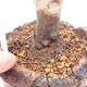 Outdoor bonsai - Klon palmatum DESHOJO - Klon japoński - 5/6