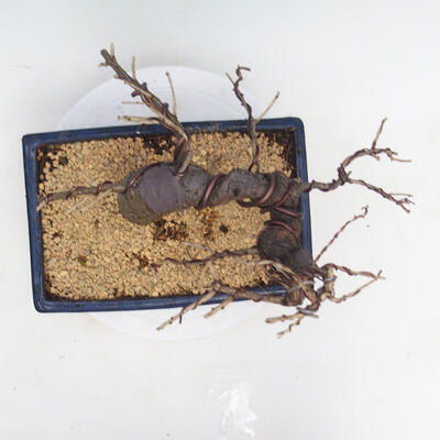 Outdoor bonsai -Larix decidua - modrzew - 5
