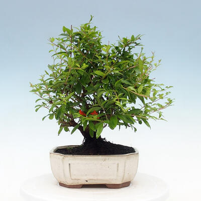 Kryty bonsai-PUNICA granatum nana-Granat - 5
