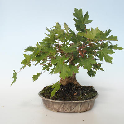 Outdoor bonsai-Acer campestre-Maple Babyb 408-VB2019-26807 - 5