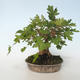 Outdoor bonsai-Acer campestre-Maple Babyb 408-VB2019-26807 - 5/5