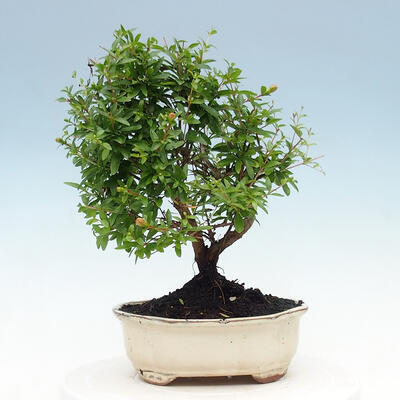 Kryty bonsai-PUNICA granatum nana-Granat - 5