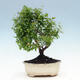 Kryty bonsai-PUNICA granatum nana-Granat - 5/6