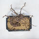 Outdoor bonsai -Larix decidua - modrzew - 5/5