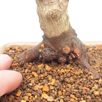 Outdoor bonsai - Klon palmatum DESHOJO - Klon japoński - 5