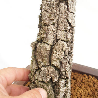 Bonsai zewnętrzne Quercus Cerris - Dąb Cer - 5