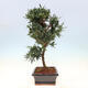 Kryty bonsai - Podocarpus - Kamienny tys - 5/7