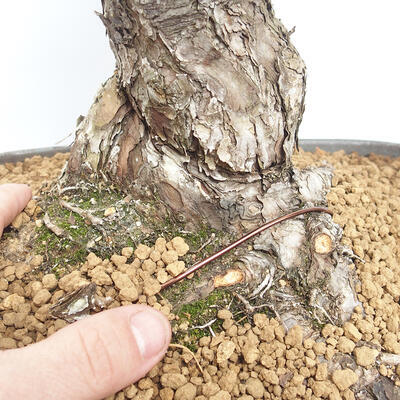 Outdoor bonsai - Pinus parviflora - Sosna biała - 5