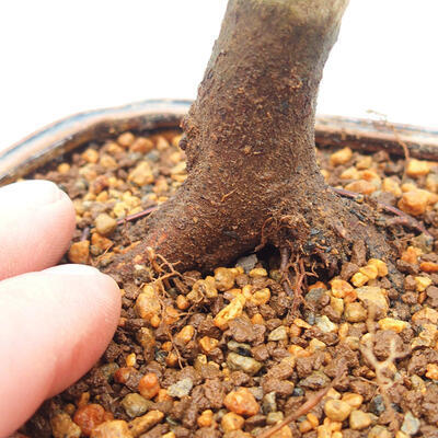 Outdoor bonsai - Klon palmatum DESHOJO - Klon japoński - 5