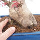 Bonsai outdoor - Maple palmatum DESHOJO - Liść palmy klonowej - 5/6