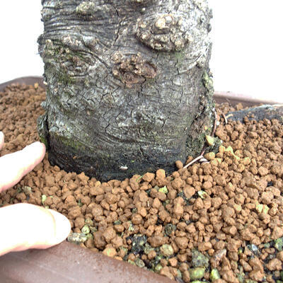 Bonsai zewnętrzne Quercus Cerris - Dąb Cer - 5