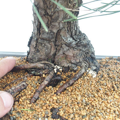 Bonsai ogrodowe - Pinus thunbergii - Sosna Thunberg - 5