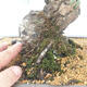 Bonsai ogrodowe - Pinus thunbergii - Sosna Thunberg - 5/5